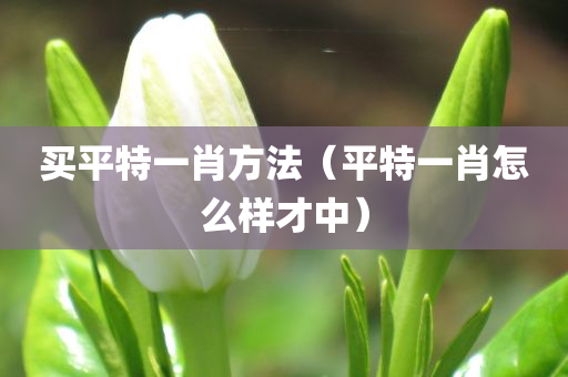 买平特一肖方法（平特一肖怎么样才中）