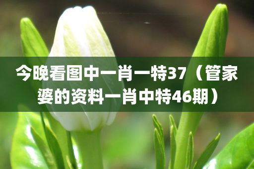 今晚看图中一肖一特37（管家婆的资料一肖中特46期）