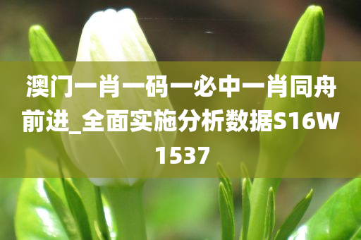 澳门一肖一码一必中一肖同舟前进_全面实施分析数据S16W1537