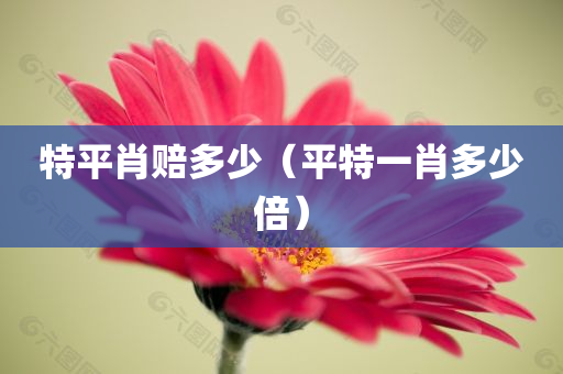 特平肖赔多少（平特一肖多少倍）